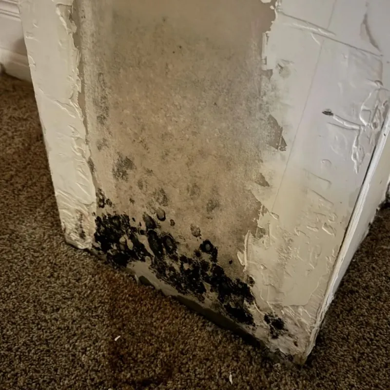 Professional Mold Removal in Central City, KY
